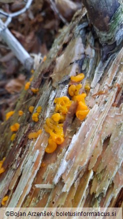 Dacrymyces chrysospermus