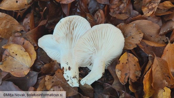 Hygrophorus poetarum