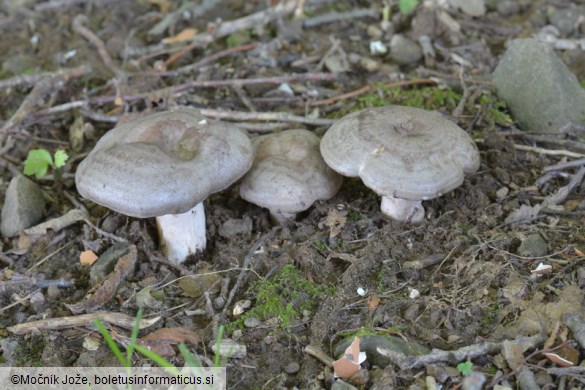 Lactarius circellatus