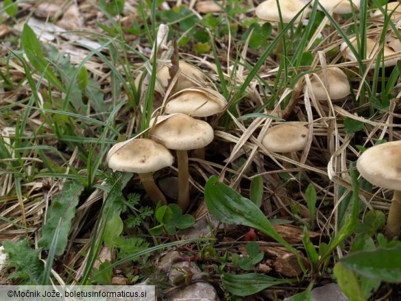 Agrocybe praecox