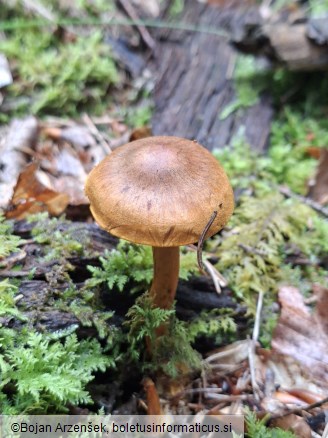 Cortinarius lignicola