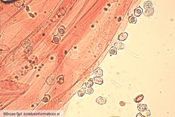 Entoloma undulatosporum
