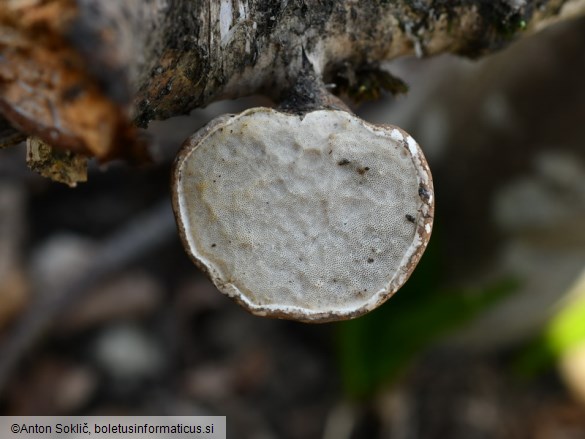 Fomitopsis betulina