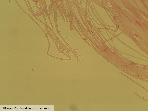 Mycena inclinata