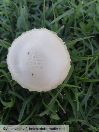 Agrocybe aegerita