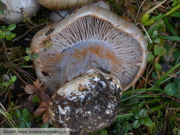 Cortinarius aurantiobasalis