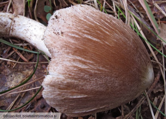 Inocybe rimosa