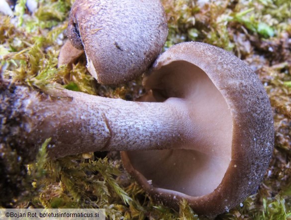 Lentinus substrictus