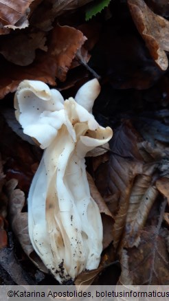 Helvella crispa