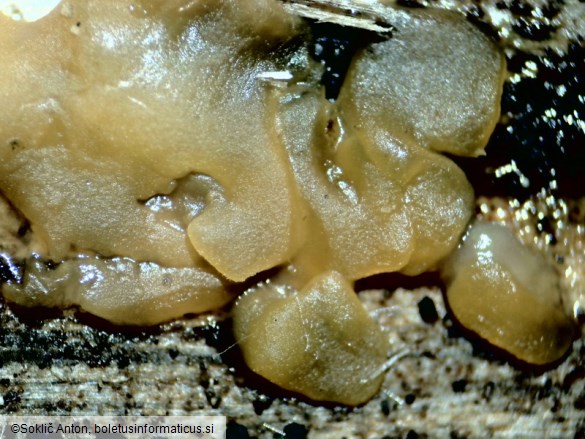 Dacrymyces stillatus