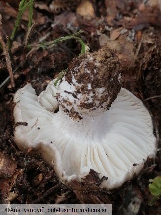 Hygrophorus marzuolus