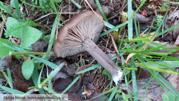 Entoloma sericeum