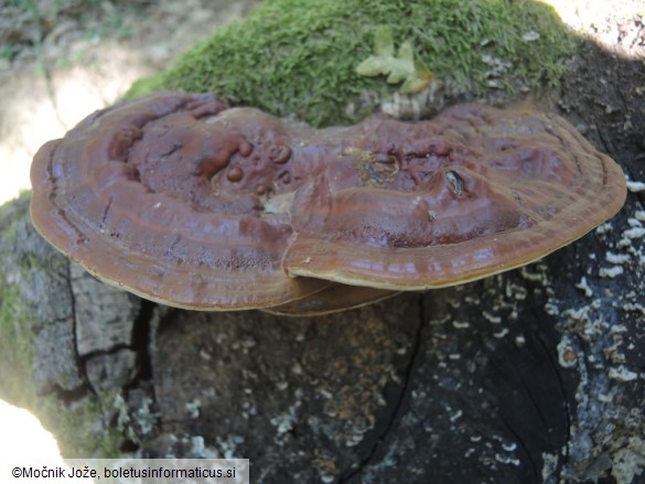 Ganoderma pfeifferi