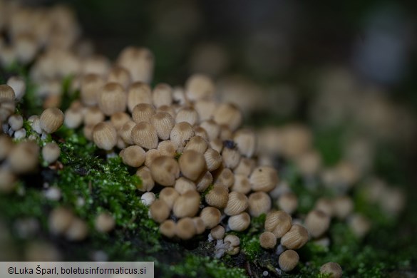 Coprinellus disseminatus