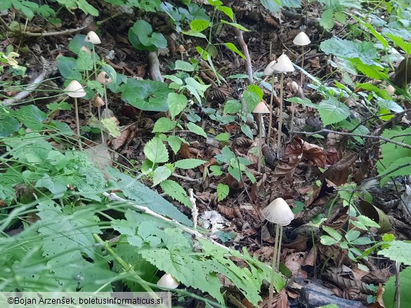 Psathyrella conopilus