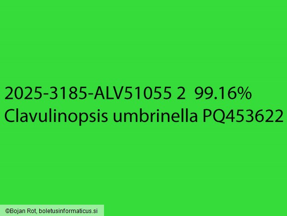 Clavulinopsis umbrinella