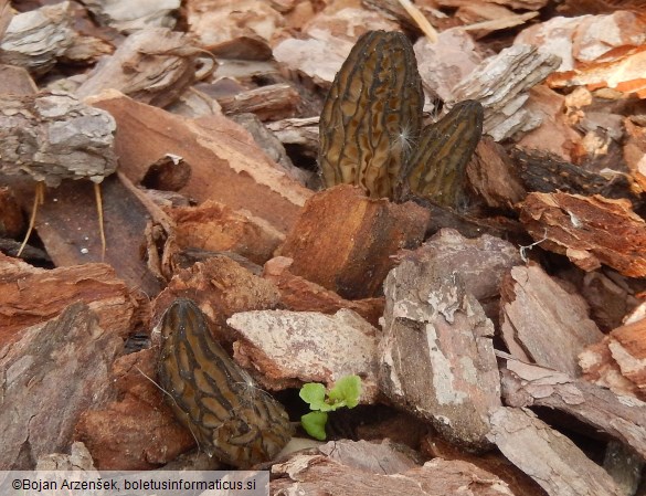 Morchella importuna