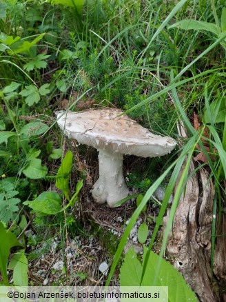 Amanita strobiliformis