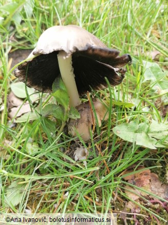 Coprinopsis atramentaria