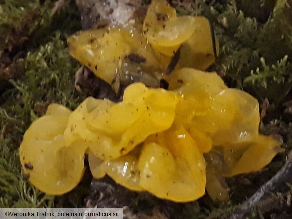 Tremella mesenterica