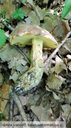 Boletus appendiculatus