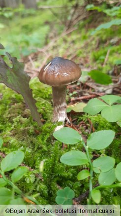 Hygrophorus olivaceoalbus