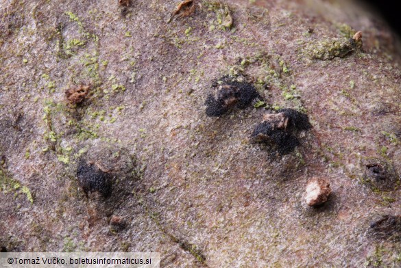 Oligostoma insidiosum