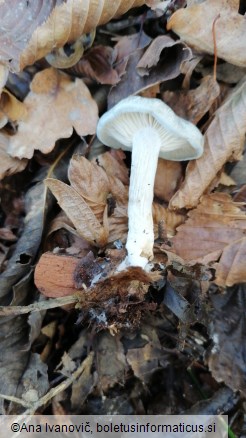 Clitocybe odora