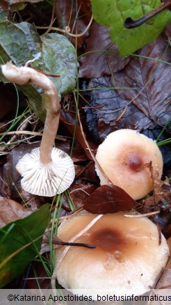 Hygrophorus discoideus