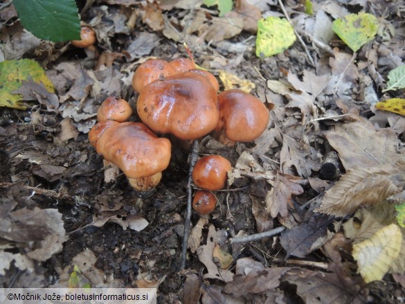 Tricholoma ustaloides