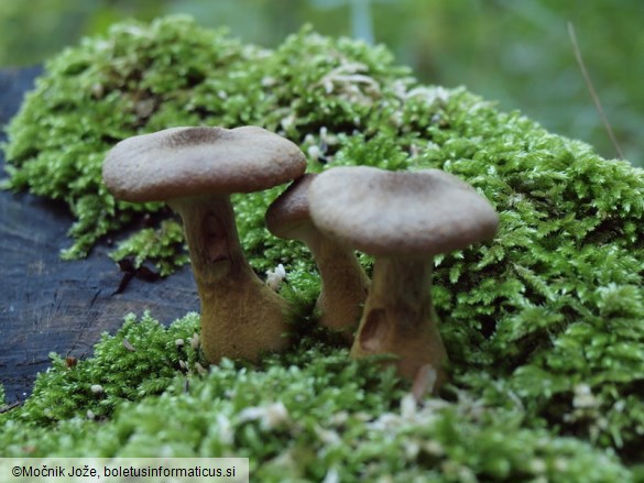 Armillaria cepistipes