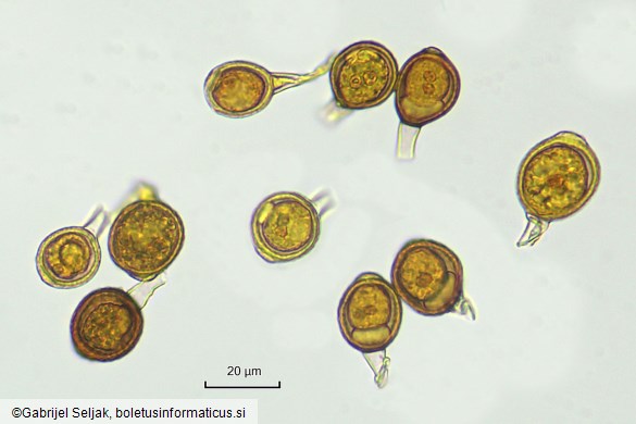 Uromyces tuberculatus