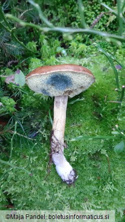 Boletus badius