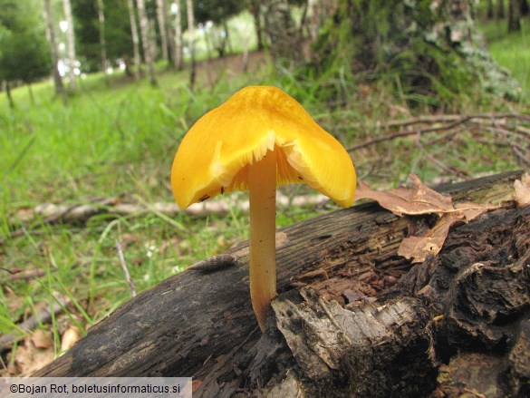 Pluteus leoninus