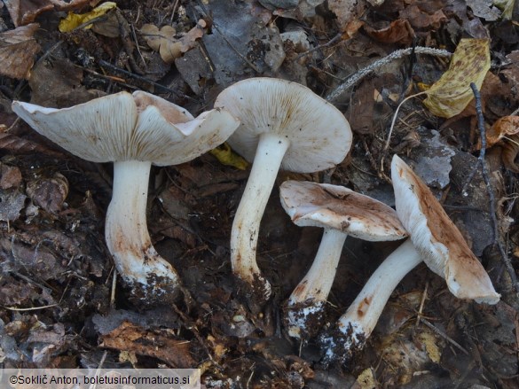 Tricholoma populinum