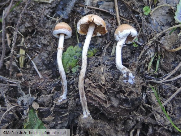 Conocybe vestita