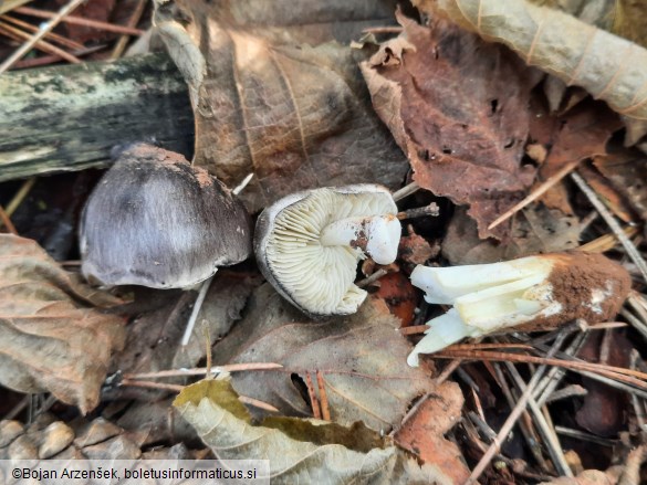 Tricholoma portentosum