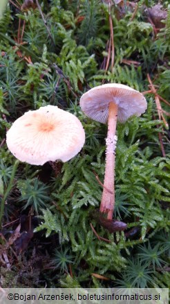 Cystoderma amianthinum