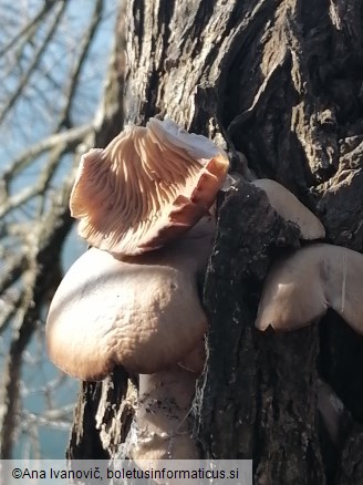 Pleurotus ostreatus