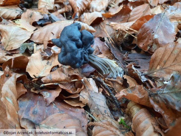 Helvella lacunosa