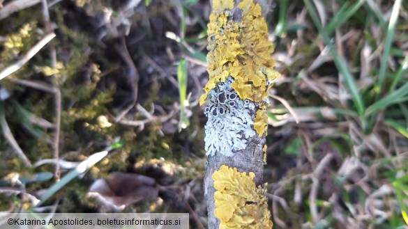 Xanthoria parietina