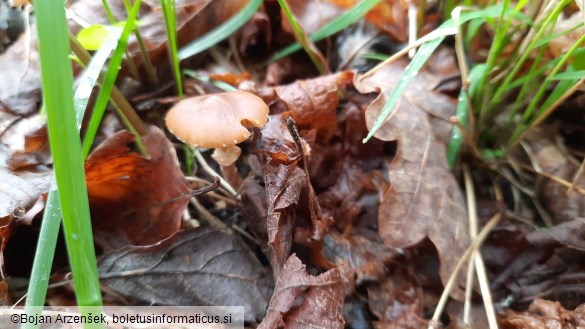 Conocybe aporos