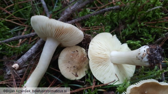 Tricholoma equestre