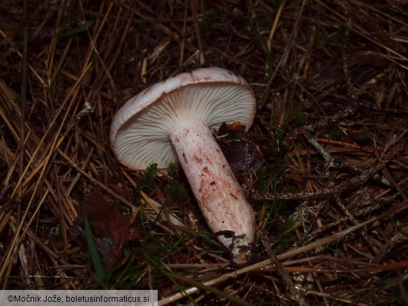 Hygrophorus erubescens