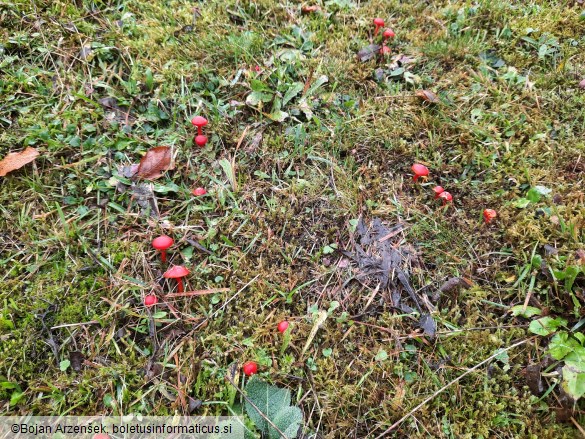Hygrocybe coccinea