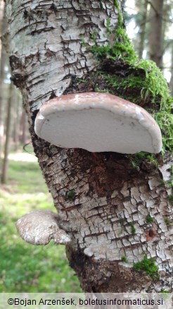 Piptoporus betulinus