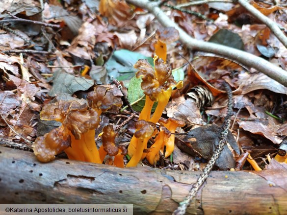 Craterellus lutescens