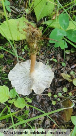 Clitocybe costata