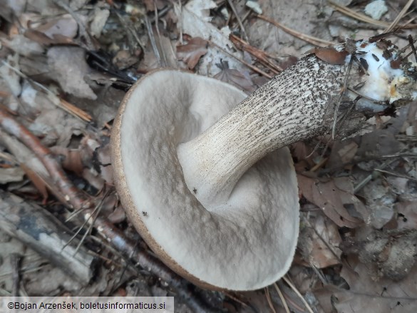 Leccinum scabrum