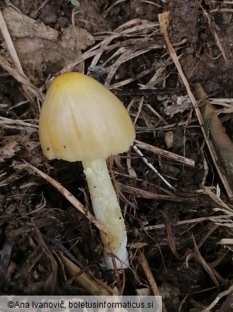 Bolbitius titubans